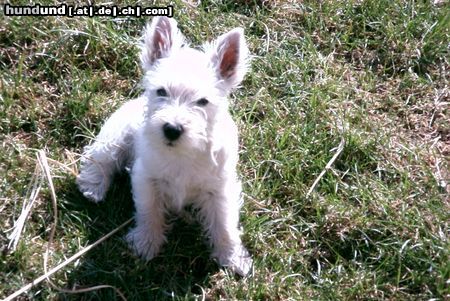 West Highland White Terrier Tippsi im Garten (4 Monate alt)