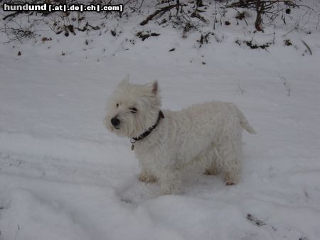 West Highland White Terrier Weiss wie Schnee!