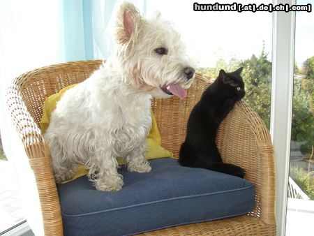 West Highland White Terrier Xania mit Ronja - Nachbar's Katze