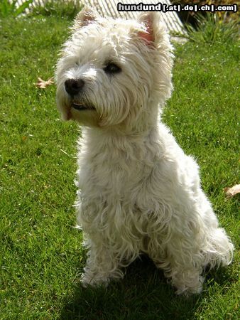 West Highland White Terrier Xania vom Windhof im Garten