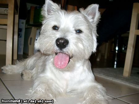 West Highland White Terrier Zorro der Schreckliche