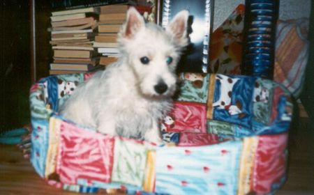 West Highland White Terrier Main Westie