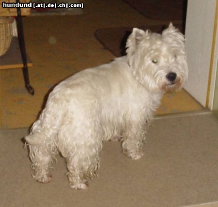 West Highland White Terrier Ayen aus Goldbach