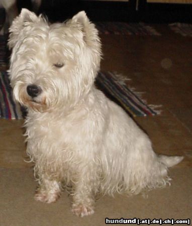 West Highland White Terrier Ayen aus Goldbach