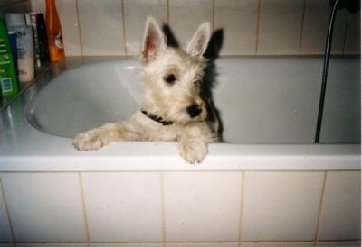 West Highland White Terrier Bella