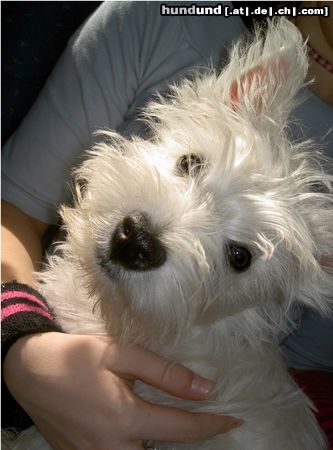 West Highland White Terrier