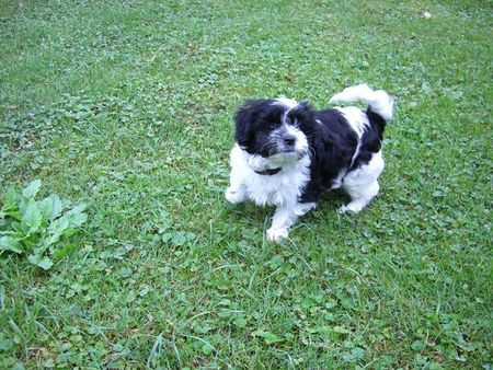 West Highland White Terrier Bobby weint,weil man ihn immer schlecht bewertet.Aber so sind halt die Menschen!!