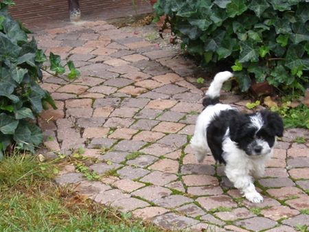 West Highland White Terrier mein Papa ist ein Westi  ich bin im Juli geboren