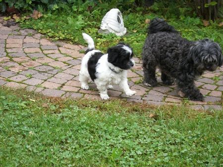 West Highland White Terrier wir verstehen uns....