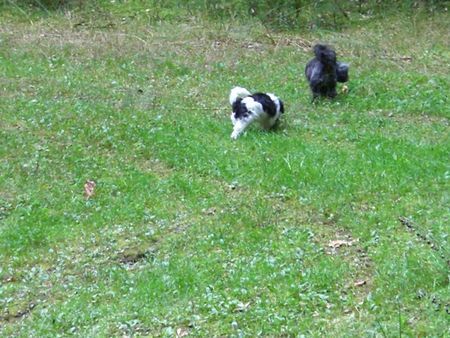 West Highland White Terrier Bobby+Dipsy