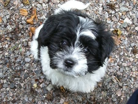 West Highland White Terrier Bobby weint,weil man ihn immer schlecht bewertet.Aber so sind halt die Menschen!!