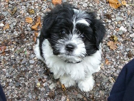 West Highland White Terrier Bobby