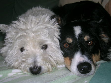 West Highland White Terrier Cindy mit ihrem 