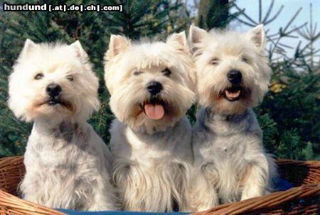 West Highland White Terrier Drei Mäderl Korb