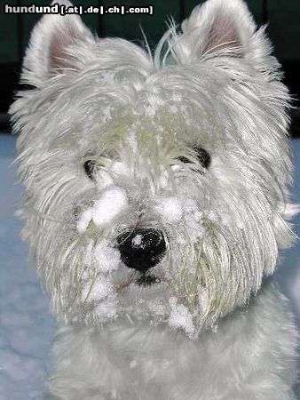 West Highland White Terrier