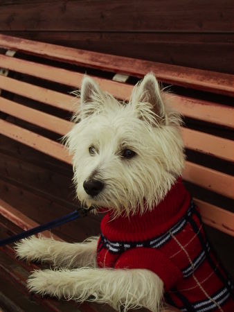 West Highland White Terrier