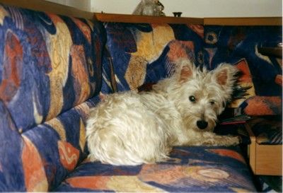 West Highland White Terrier Das ist unser Liebling 