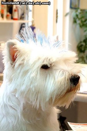 West Highland White Terrier Geza