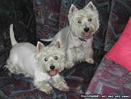 West Highland White Terrier in Pose