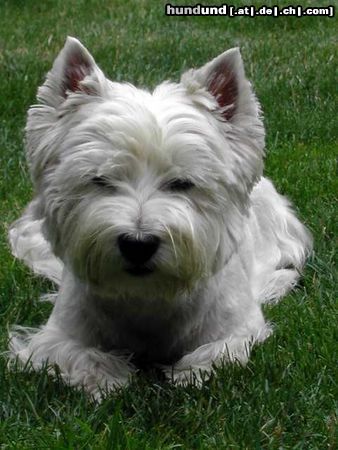 West Highland White Terrier Gio beim Fotoshooting