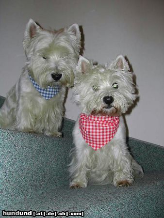 West Highland White Terrier unsre maus beim sonnen