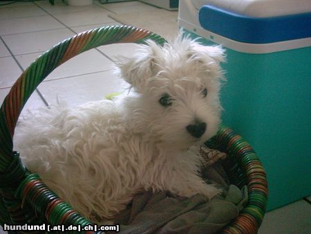 West Highland White Terrier Kennys Lieblingsplatz. Der Einkaufskorb