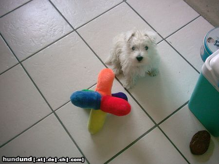 West Highland White Terrier Oje, bin ich klein!!!!