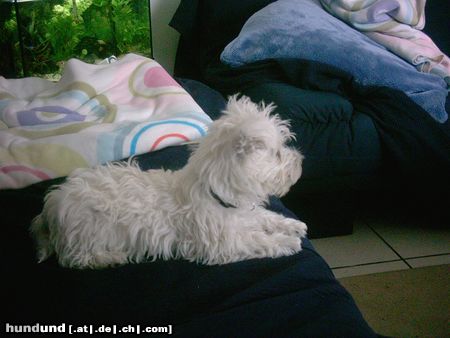 West Highland White Terrier Ich bin Kenny uns 14 Wochen alt