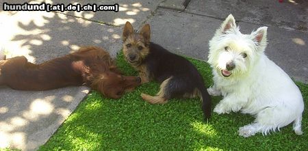 West Highland White Terrier Mozart und Dingo haben Dackelbesuch