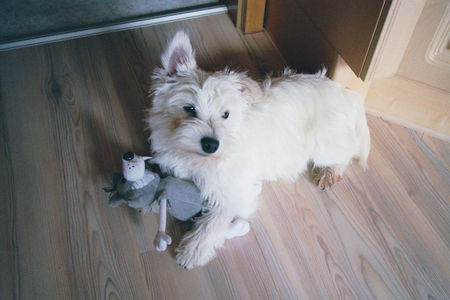 West Highland White Terrier Meine liebste Freizeitbeschäftigung