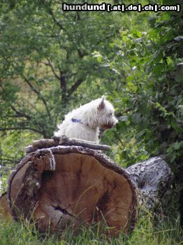 West Highland White Terrier ingo