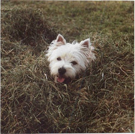 West Highland White Terrier Quini von Dorada 