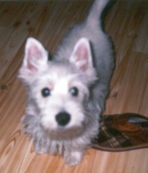 West Highland White Terrier Main Westie Jay