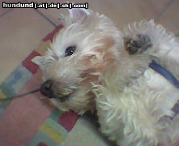 West Highland White Terrier Jeffi ist schon 14 1/2 Jahre