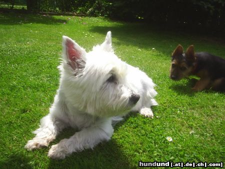 West Highland White Terrier Mozart 