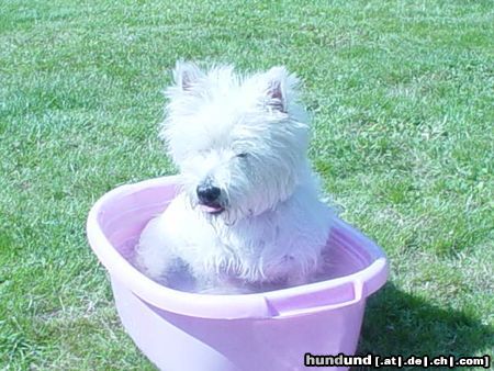 West Highland White Terrier Einfach süss!