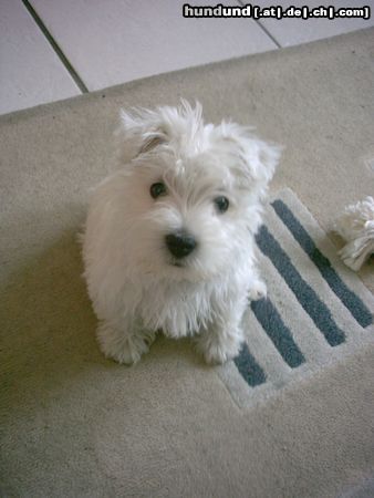 West Highland White Terrier 10 wochen alt und grad im neuen zu Hause angekommen