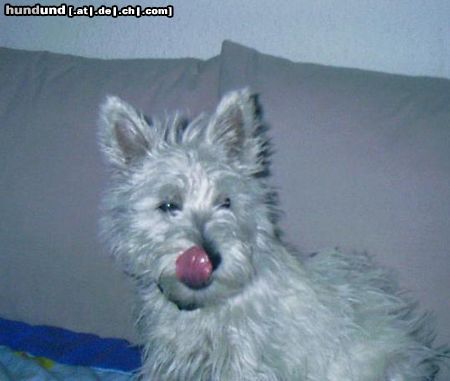 West Highland White Terrier Ashley