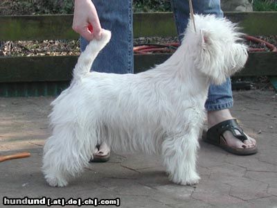 West Highland White Terrier ..unsere Lima..Lucky Stars goes Gareds