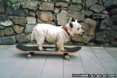 West Highland White Terrier Das ist meine 2 jährige Westi Dame Lucy auf dem Skateboard