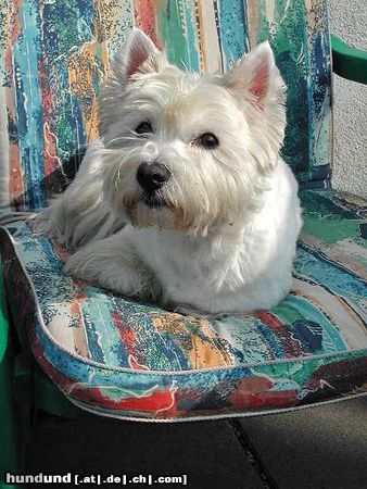 West Highland White Terrier unsre maus beim sonnen