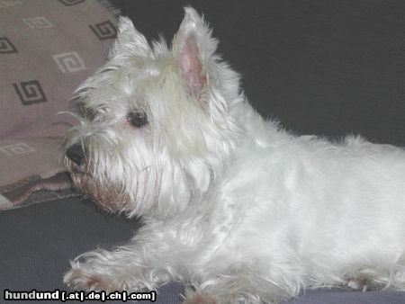 West Highland White Terrier Lucy In Pose