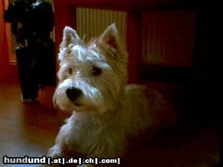 West Highland White Terrier Micky mit 7 Jahren