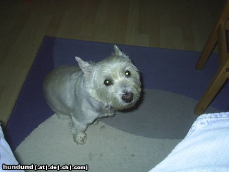 West Highland White Terrier MOZART 