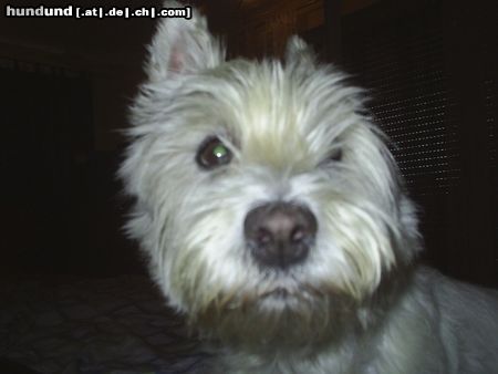 West Highland White Terrier MOZART (gerade geweckt)