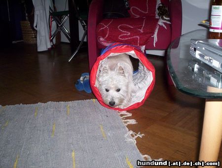 West Highland White Terrier Hallo, hier bin ich !