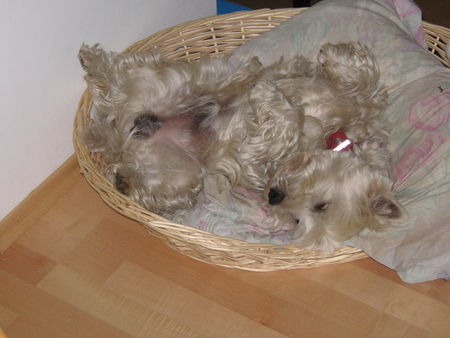 West Highland White Terrier Terry schläft