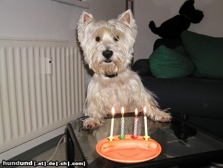 West Highland White Terrier Mein Geburtstag am 9.1.