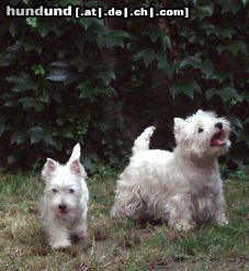 West Highland White Terrier