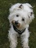 West Highland White Terrier Hund